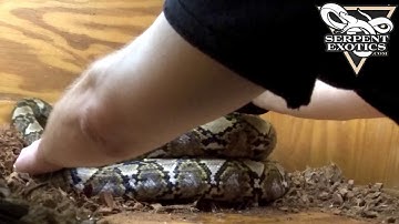 Stealing Retic Eggs from mom and getting bit for it!