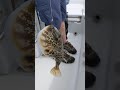 Pufferfish caught in Tampa Bay #shorts #fishing
