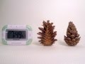 Pine Cones: Closing and Opening (Hygromorphic Response)