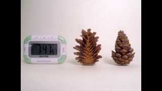 Pine Cones Closing And Opening Hygromorphic Response