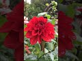 Amazing Beautiful Eye-catching Colorful Dahlia Flowers 😍  Daliya or Daliya Flowers💐 #flowers #nature