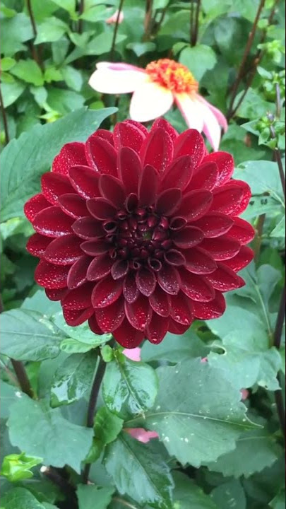 Amazing Beautiful Eye-catching Colorful Dahlia Flowers 😍  Daliya or Daliya Flowers💐 #flowers #nature