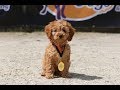 Reagan - 9 week old Cavapoo Puppy - 2 Weeks Residential Dog Training