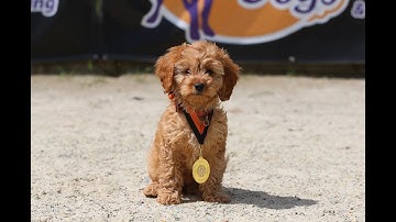 Reagan - 9 week old Cavapoo Puppy - 2 Weeks Residential Dog Training
