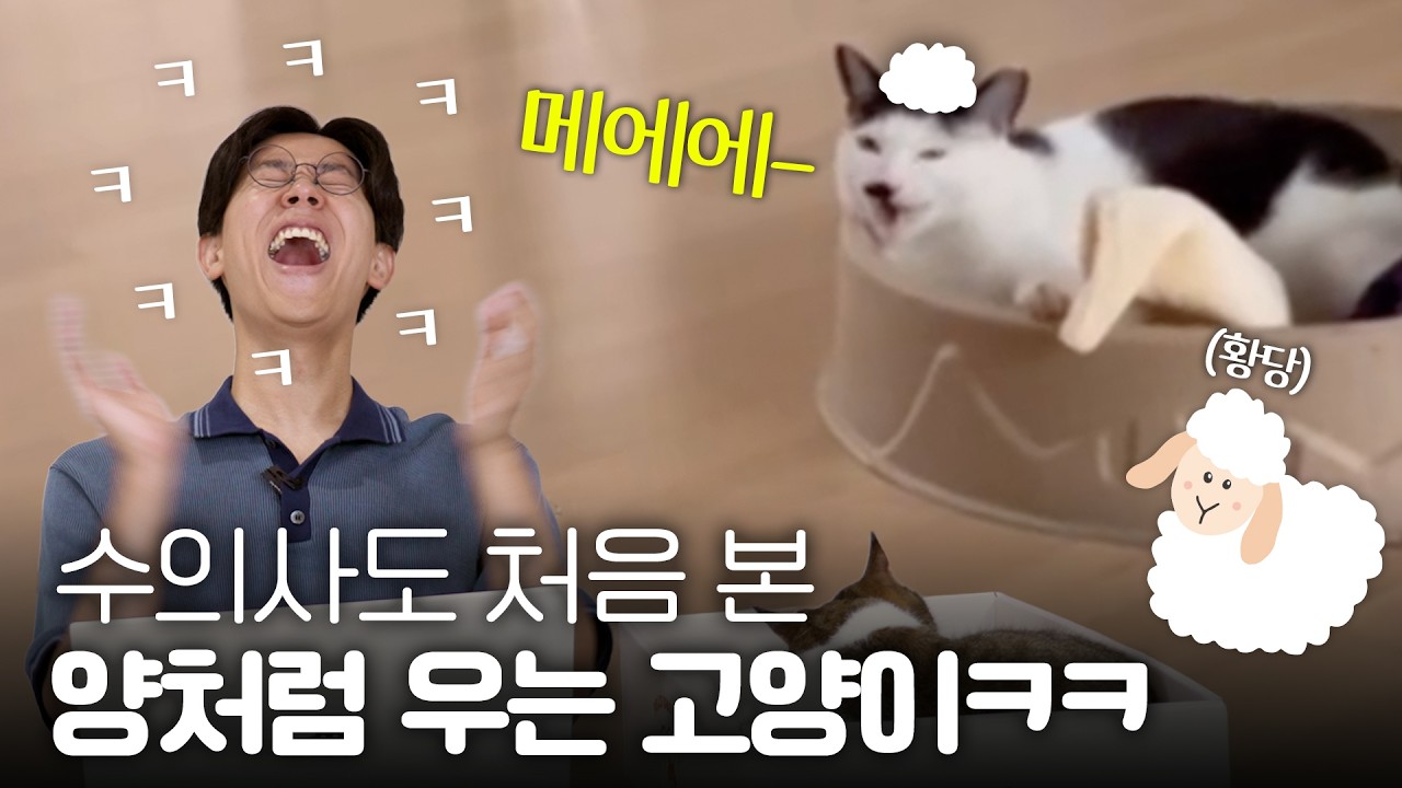 염소소리로 잔소리하는 기묘한 고양이🐑