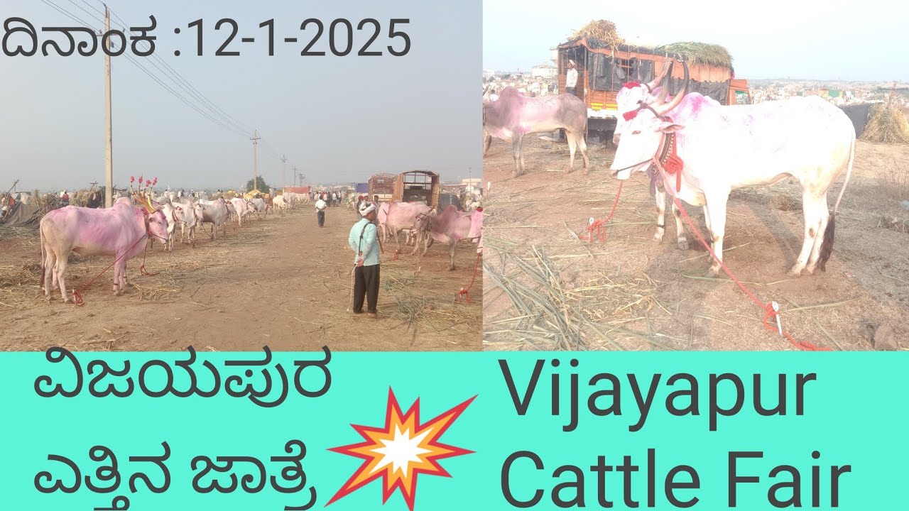 ವಿಜಯಪುರ ಎತ್ತಿನ ಜಾತ್ರೆ  Vijayapur Cattle Fair 12-1-2025
