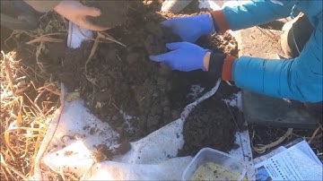 Worm count: How healthy is your soil?