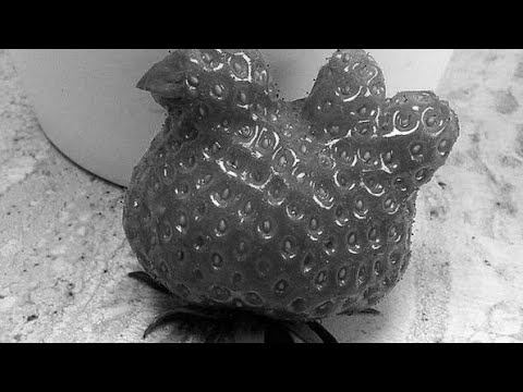 Свежая клубника 🍓