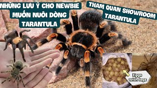 Học hỏi kiến thức cơ bản về tarantula tại showroom Tarantuland/ Tarantula care note in Tarantuland