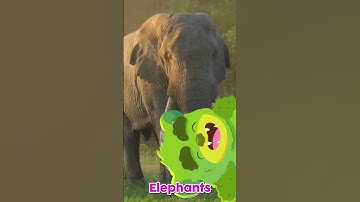 5 Things You Didn’t Know About ELEPHANTS | Learn with Mountain Boy