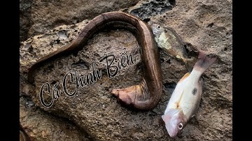 CÂU CÁ CHÌNH BIỂN/MŨI NGHINH PHONG VŨNG TÀU /T2