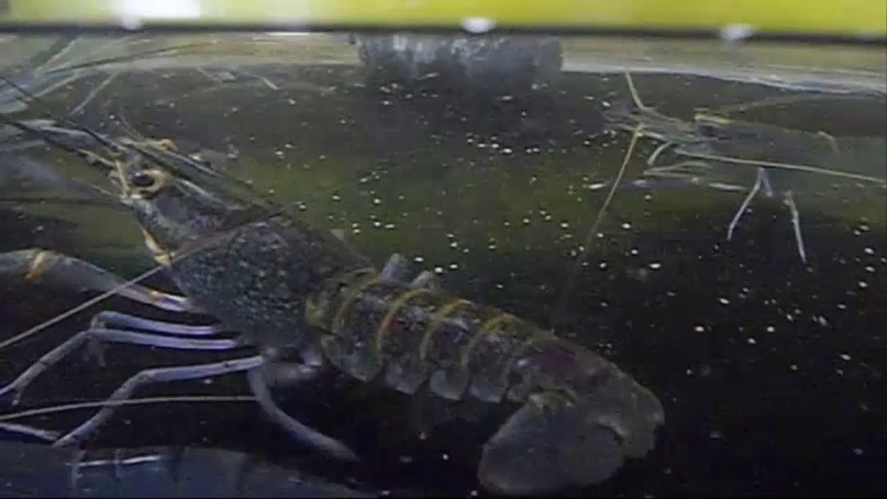 Perilaku udang galah 