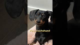 Funny Sausage dogs #dogs #dachshund #funnyvideo