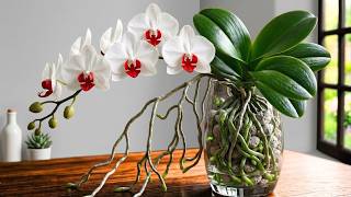 I Stopped Using Orchid Soil… What Happened After 30 Days Shocked Me