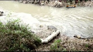 Jenazah Pedagang Licik Terlempar ke Sungai Berbuaya - Dzolim