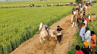 🔴LIVE: HORSE RACE RAIPUR MAJRI (FATEGARH SAHIB) #horseracing