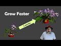 Grow plants 10 x faster