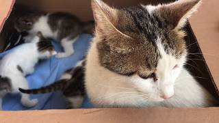 Mom cat with 4 meowing kittens videos 🐈🐈 Yavru kedi sesi videoları -  miyav miyav