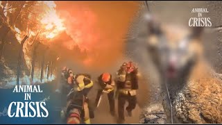 Rescue Survivor Animals From Wildfire... L Animal In Crisis Ep 360
