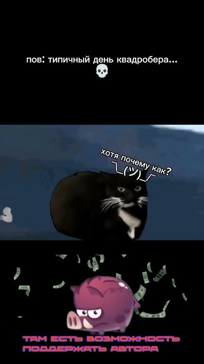 пов: типичный день квадробера...💀 #cats #memes #shorts - YouTube