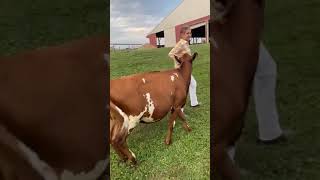 Nessa Noll, Champion Color Breed Calf, 1st Place