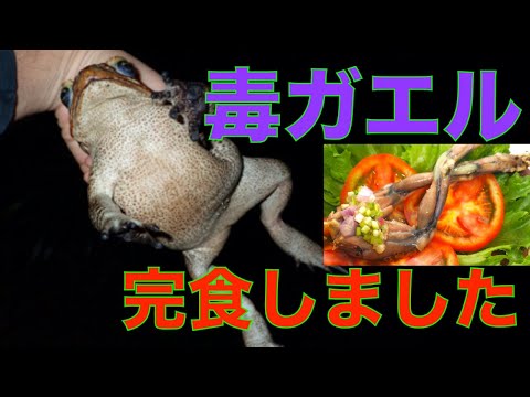 かえる✳︎ アニメ系トレカ/ノーマル/ドラゴンボールカードダス 第6弾 白熱!悟空VS