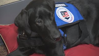 Cutest And Cuddliest Member Of The Arizona Coyotes Ready For Season
