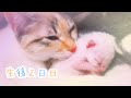 【生後２日目】必死に生きる未熟児猫の赤ちゃんが健気でかわいい 【子猫成長日記02】【Kittens Grow Up Vlog】