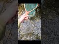 【渓流釣り】根がかりかと思った #Shorts