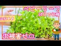 20日で収穫♪虫被害ゼロ/超簡単な育苗箱ベビーリーフ栽培/家庭菜園/プランター栽培/2023年