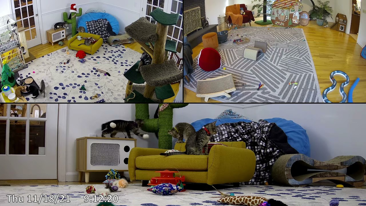 mr A trying to get custard to go inside.. He went into the cat run and mr A had to leave