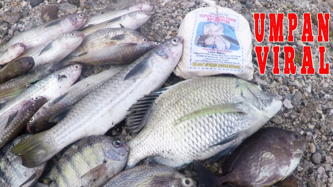 Umpan Jitu Mancing Belanak Tamok, Kakap B, Baronang, Spot Di Tepi Laut