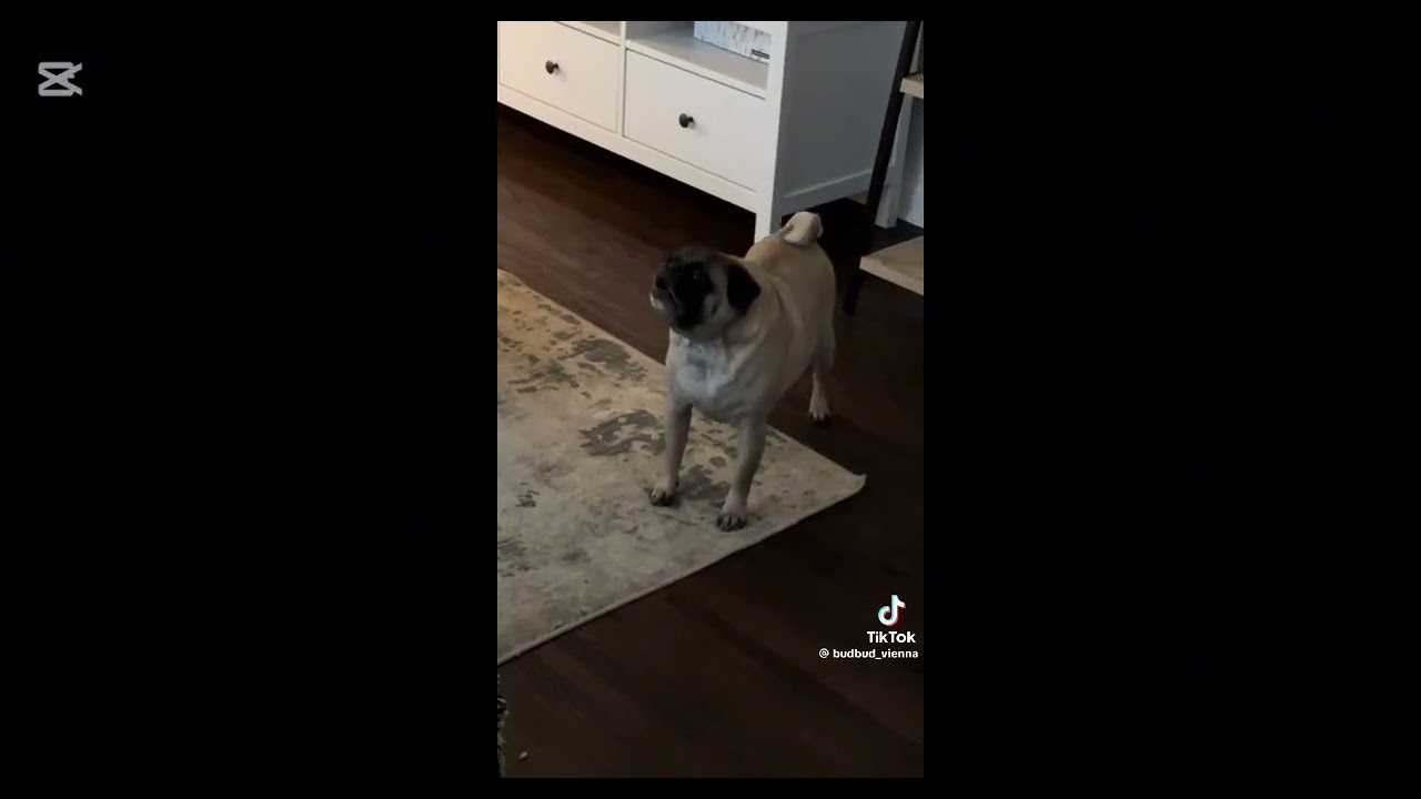 Screaming Pug Sparta 8-Bit V3 Remix