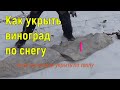 Укрытие винограда в экстремальных условиях