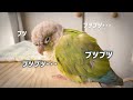 水浴び後、ヒーターがついていなくて不機嫌になったインコ　Parakeet Gets Grumpy as She Finds out Heater Is off After Bathing