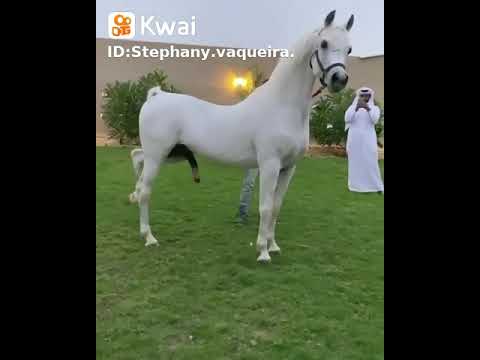 cruza de cavalo