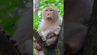 Ep140. Adorable Monkey Has the Cutest Reaction to Meeting a New Friend