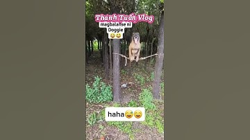 Thế giới siêu hài hước của các loài động vật đáng yêu