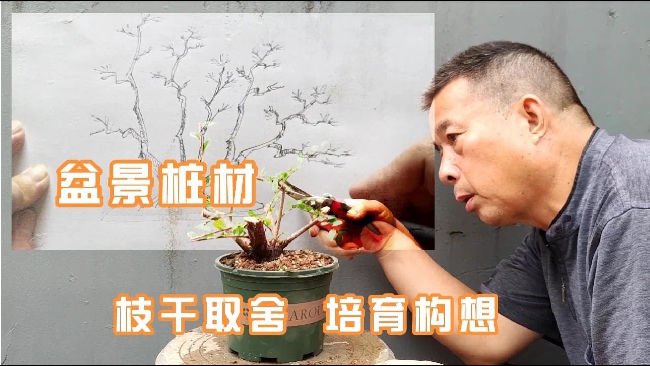 The selection process and forming conception of one multidry elm stump丨一捰多幹榆樹樁材的取捨過程和成型構想 YouTube