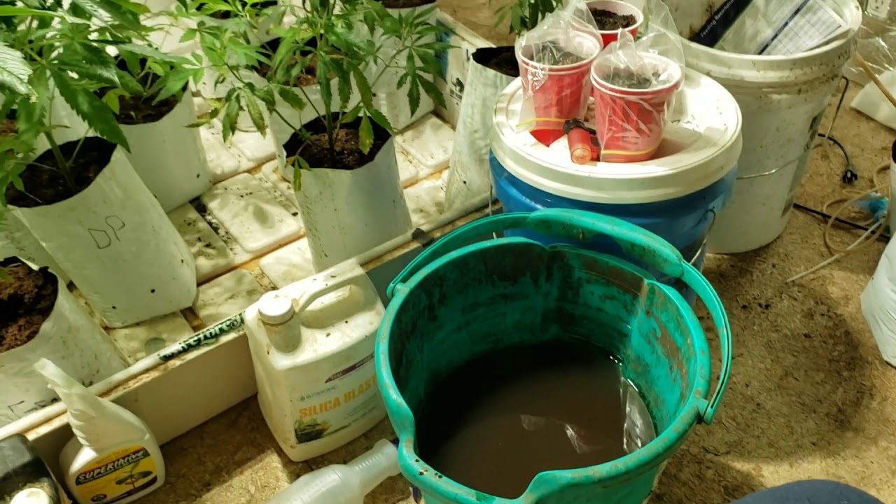 Primordial solutions seagreen