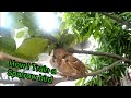 How I train a Sparrow Bird