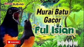 Ampuh untuk PANCINGAN Murai Batu biar Gacor Ful isian 