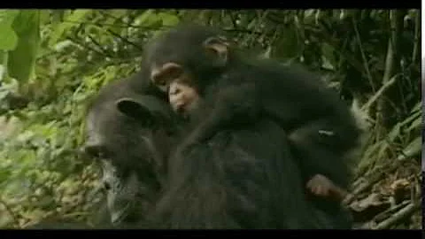 Chimpanzee Mother and Child
