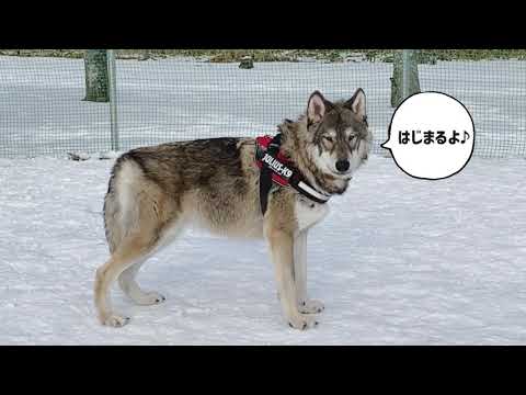 ウルフドッグ ハイブリッドウルフ オオカミ犬 狼犬 Ulysi ユリシィドッグらん映像 まとめ編 19 年2月まで Youtube