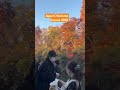 Japan🇯🇵Autumn 2025 #shortsfeed #shortvideo #autumn #japan #ytshorts #youtubeshorts