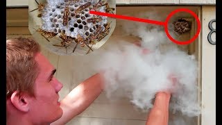 Dry Ice vs Wasp Nest  Keeping Wasps as Pets