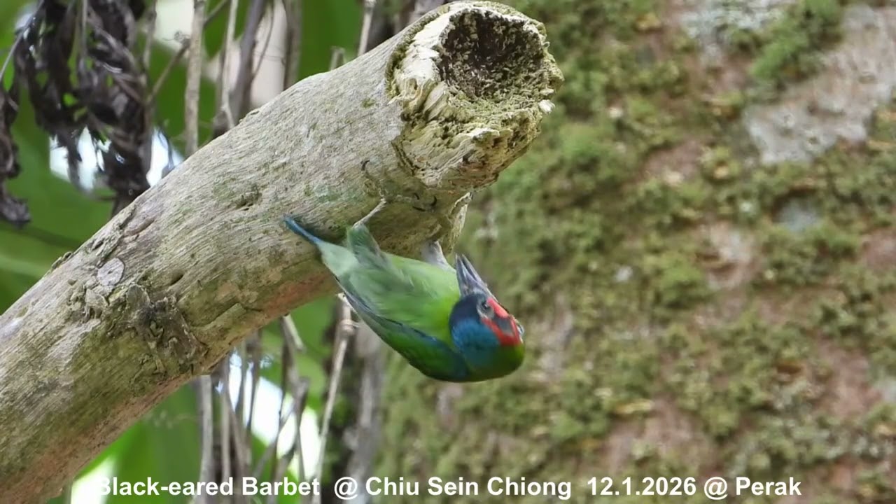 Black-eared Barbet (excavating nest hole) @ Chiu S C DSCN1513