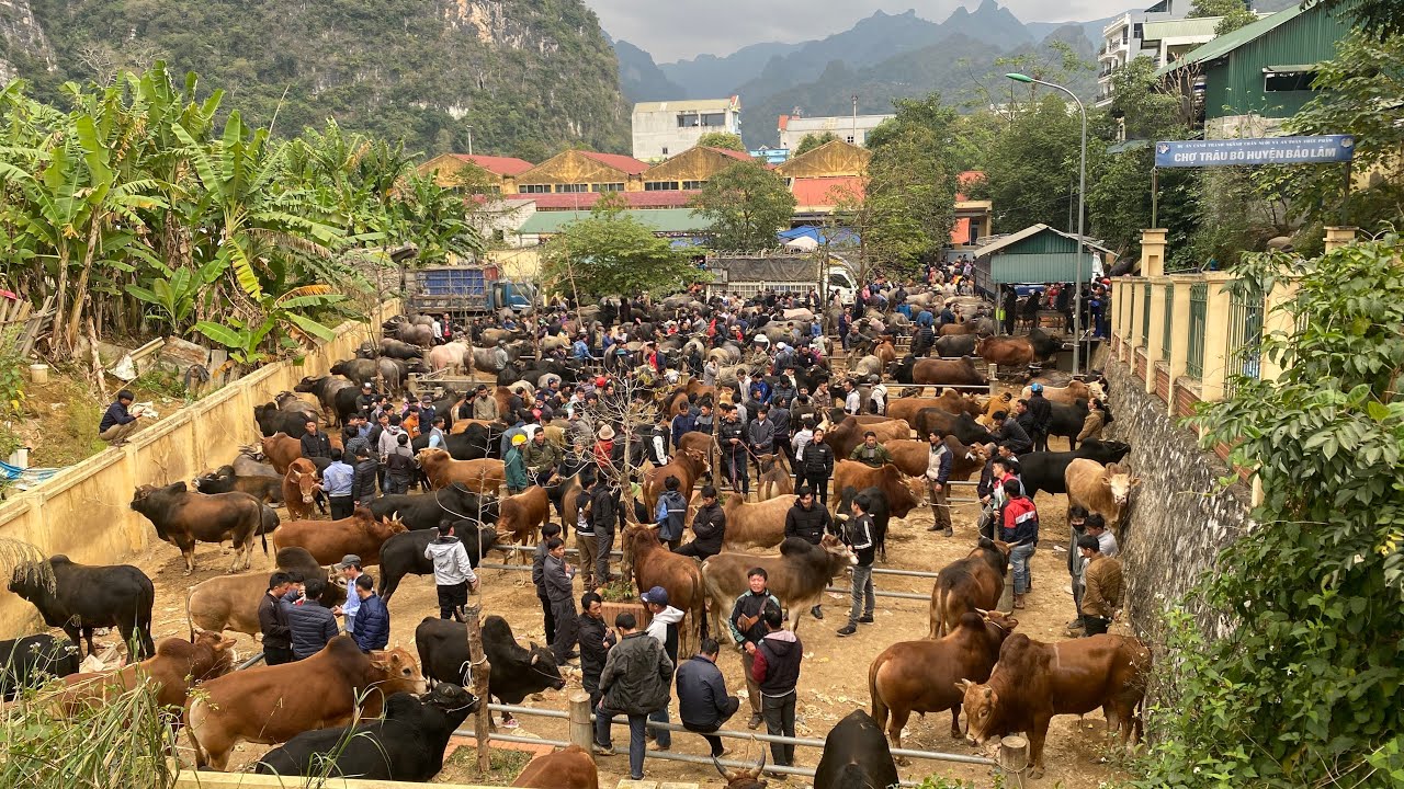 Chợ Trâu Bò Ngày Cận Tết, Mua Bán Tấp Nập Kín Chợ. Chợ Trâu Bò Bảo Lâm, Cao Bằng