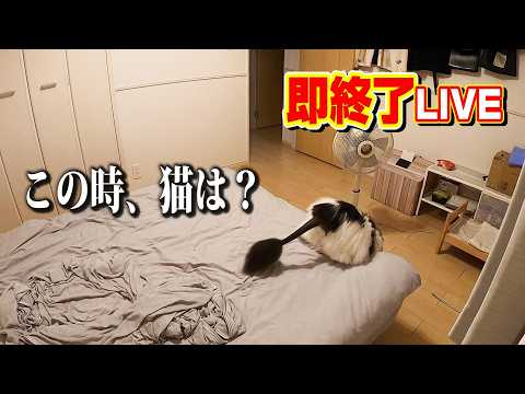 【隠し撮り】午前0時に始まった即終了LIVE…別カメラに映った猫のようす。