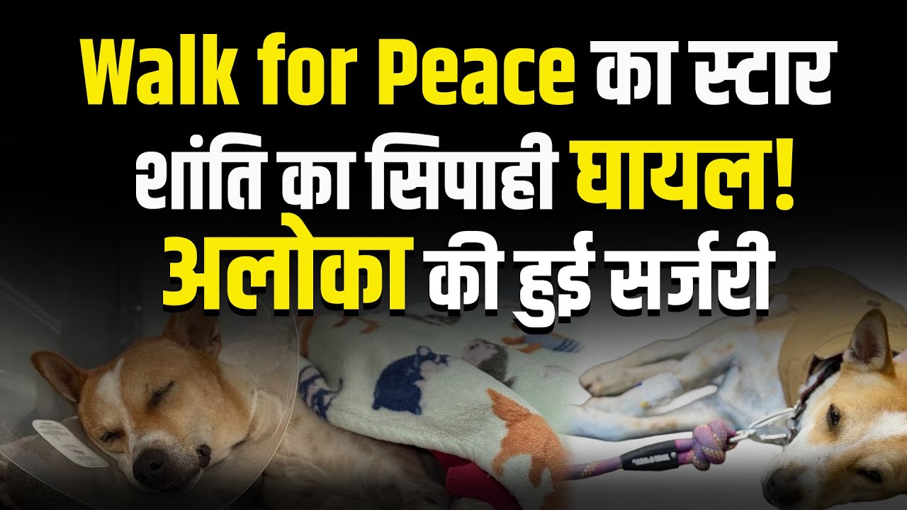 Peace Dog Aloka : America में Walk for Peace का स्टार Aloka घायल